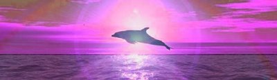 delfinvioleta.jpg